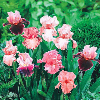 Shades of Pink Bearded Iris Mixture Super Sak Seeds